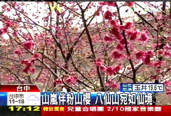 山嵐伴粉山櫻 八仙山宛如仙境