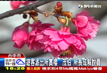 遊客派出所賞櫻 「茂伯」所長成解說員