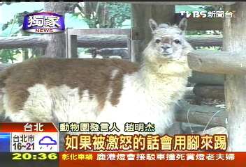 〈獨家〉快拍！「草泥馬」出沒　市區吃草曬太陽