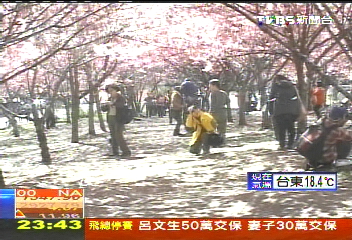 武陵萬株櫻花開6成 粉嫩花海嬌豔