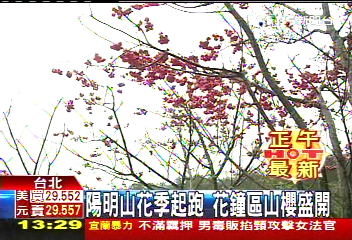 陽明山花季起跑 花鐘區山櫻盛開