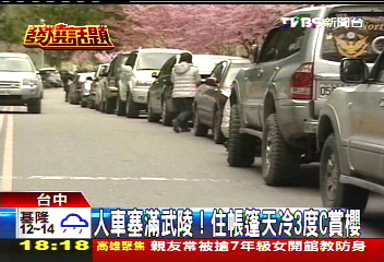 人車塞滿武陵! 住帳篷天冷3℃賞櫻