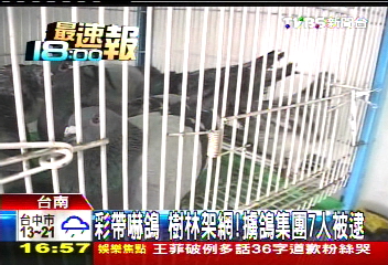 彩帶嚇鴿、樹林架網! 擄鴿集團7人被逮