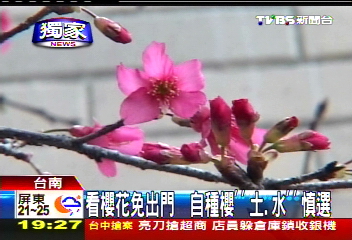 〈獨家〉看櫻花免出門 自種注意酸土排水