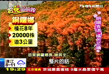 【賞花最前線】橘色瀑布! 2萬株炮杖花綿延3公里