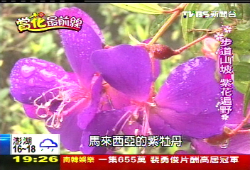 【賞花最前線】浪漫花海!梅嶺不只梅花 紫牡丹接力