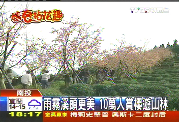 溪頭賞櫻祕境 河津櫻盛開3百公尺