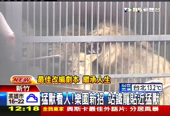 猛獸看人!樂園新招 站鐵籠貼近虎豹