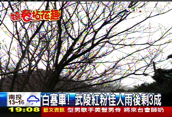白塞車! 武陵紅粉佳人雨後剩3成