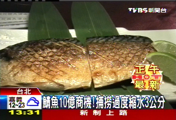 鯖魚肥嫩美味　捕撈過度縮水3公分