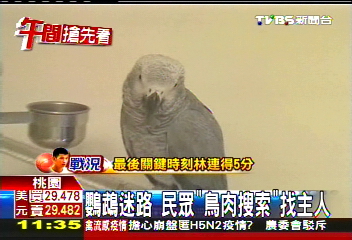 鸚鵡迷路 民眾「鳥肉搜索」找主人