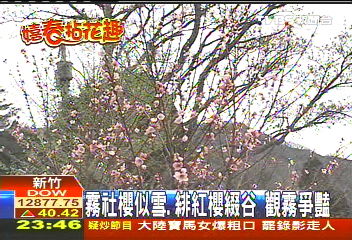 霧社櫻似雪、緋紅櫻綴谷　觀霧爭豔