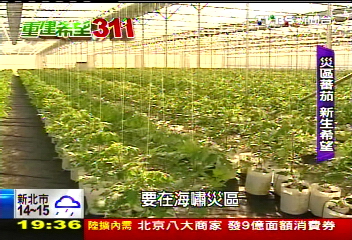 【重建希望‧311】海嘯淹沒農田　「水耕番茄」復興災區