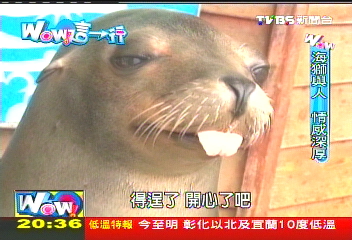 【Wow這一行】加油!海獅!訓練師如保母 伴成長