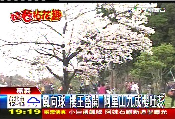 風向球 櫻王盛開阿里山9成櫻吐蕊