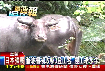 衝破柵欄攻擊3登山客　搜山緝水牛