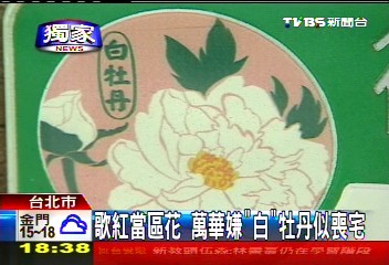 〈獨家〉歌紅當區花　萬華嫌「白」牡丹似喪宅
