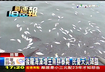 後龍海藻增生魚群暴斃 民憂天災降臨