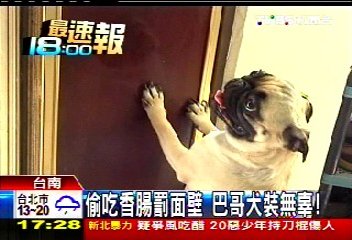 偷吃香腸罰面壁 巴哥犬裝無辜!
