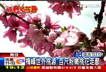 梅峰世外桃源　百尺粉嫩桃花走廊