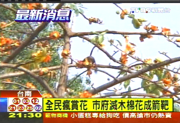 辣手滅木棉花　市府竟噴藥遭批
