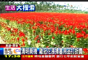 清明商機　雞冠花漲掃墓用品打折賣