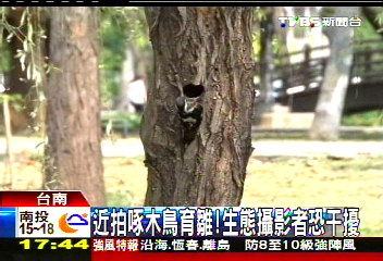 近拍啄木鳥育雛！　生態攝影者恐干擾