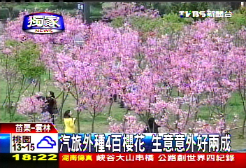 〈獨家〉汽旅外種4百櫻花 生意意外好2成