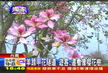 〈獨家〉為取景拗櫻花樹 陸客被批沒公德心