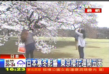 今年櫻花太晚開　浩角翔起東京撲空