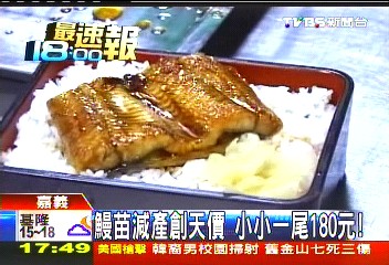 鰻苗減產創天價　小小一尾180元！