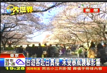 雖遭大暴風掃過　東京櫻花「挺」過去
