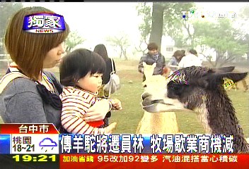 〈獨家〉傳羊駝將遷員林　牧場歇業商機減