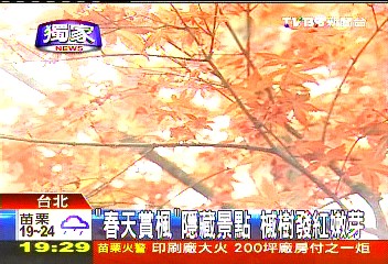 「春天賞楓」隱藏景點 槭樹發紅嫩芽