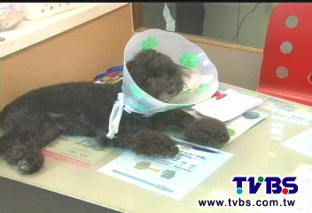 狗產後憂鬱自殘亡? 主人怒斥疏忽