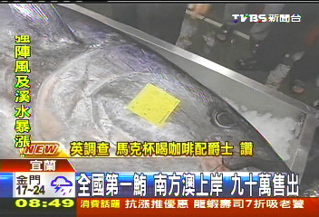 全國第一鮪 南方澳上岸90萬售出