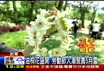 油桐花盛開 勞動節人潮聚賞5月雪