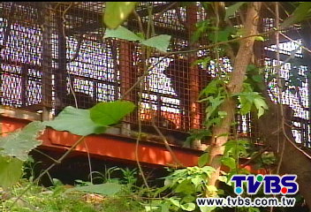 獒犬出籠！　4騎士遭撲倒咬傷縫20針