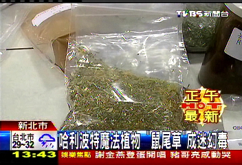哈利波特魔法植物　「鼠尾草」成迷幻毒