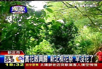〈獨家〉賞花敗興歸 新北桐花祭「早沒花了」