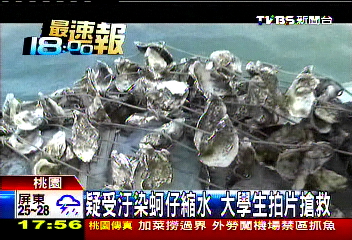 疑受汙染蚵仔縮水　大學生拍片搶救