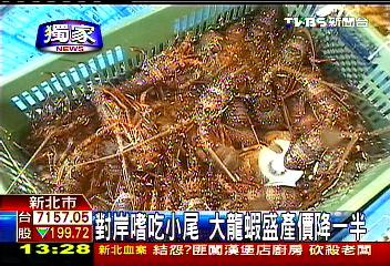 〈獨家〉對岸嗜吃小尾　大龍蝦盛產價降一半
