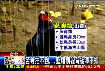 苦等拍不到　藍腹鷳躲背後渾不知