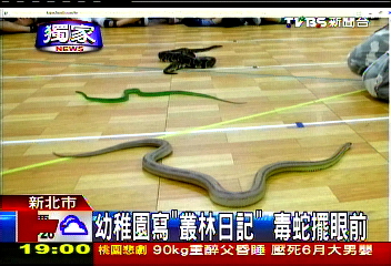〈獨家〉親近自然？　幼稚園出奇招錦蛇當教具