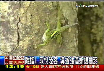 離譜！取悅陸客　導遊強逼蜥蜴抽菸