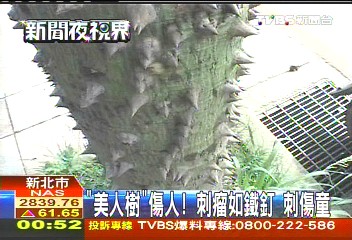 「美人樹」傷人！刺瘤如鐵釘　刺傷童