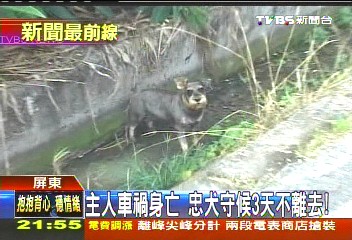主人車禍身亡 忠犬守候3天不離去!