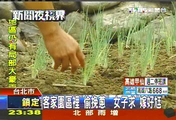 客家園區裡「偷挽蔥」 女子求「嫁好尪」