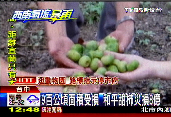 900公頃面積受損 和平甜柿災損8億