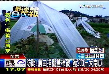 防颱!農田搭棚蓋棉被 護200斤大南瓜